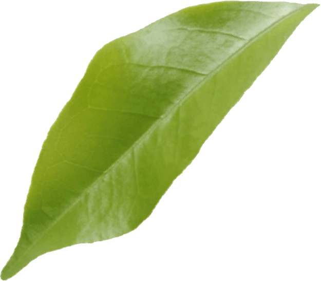 leaf